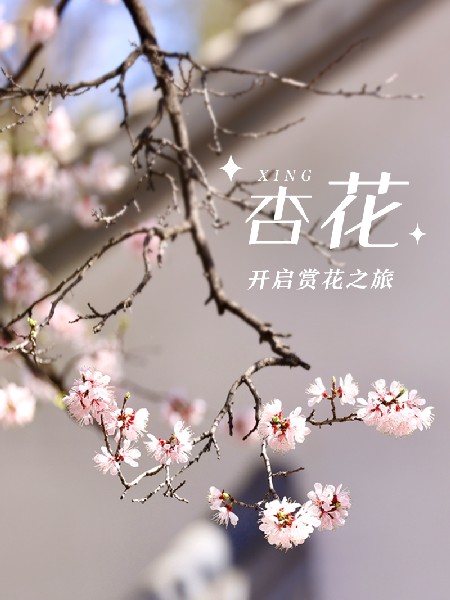 追花指南第六期！杏花雨 楊柳風(fēng) 北京最美的杏花在這里