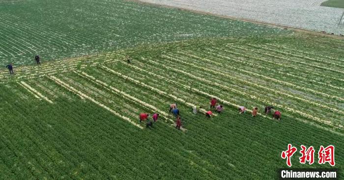 蔬菜基地工人正搶抓農(nóng)時(shí)采收蘿卜?！?彭圣洲 攝