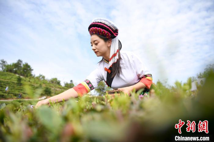 白族村民身著民族服飾采摘白茶。　楊華峰 攝