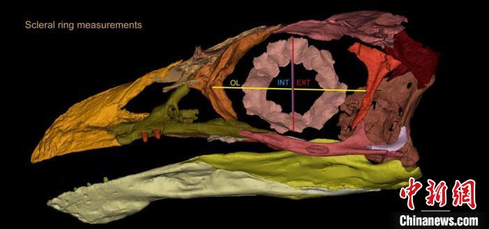 熱河鳥STM3-8化石標本的鞏膜環(huán)復(fù)原及測量示意圖?！『?供圖