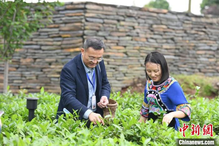 東盟國(guó)家媒體記者在辰龍關(guān)茶園采茶?！钊A峰 攝