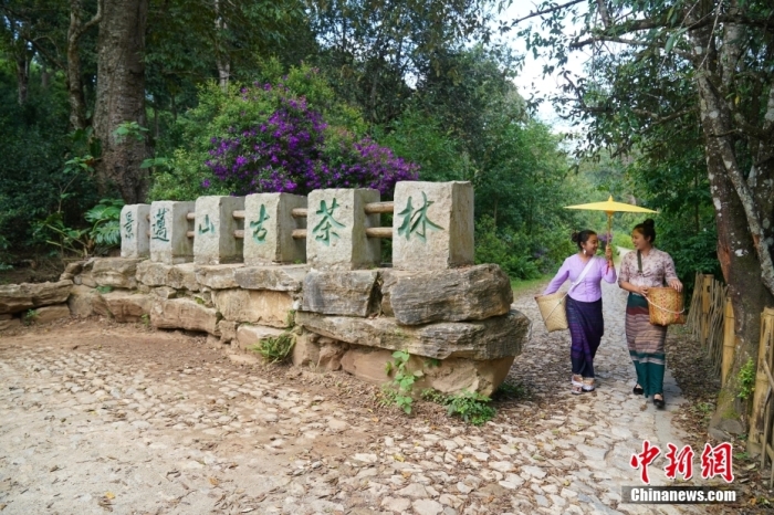 普洱景邁山古茶林文化景觀位于中國云南省普洱市瀾滄拉祜族自治縣惠民鎮(zhèn)。<a target='_blank' href='/' _fcksavedurl='/'><p  align=