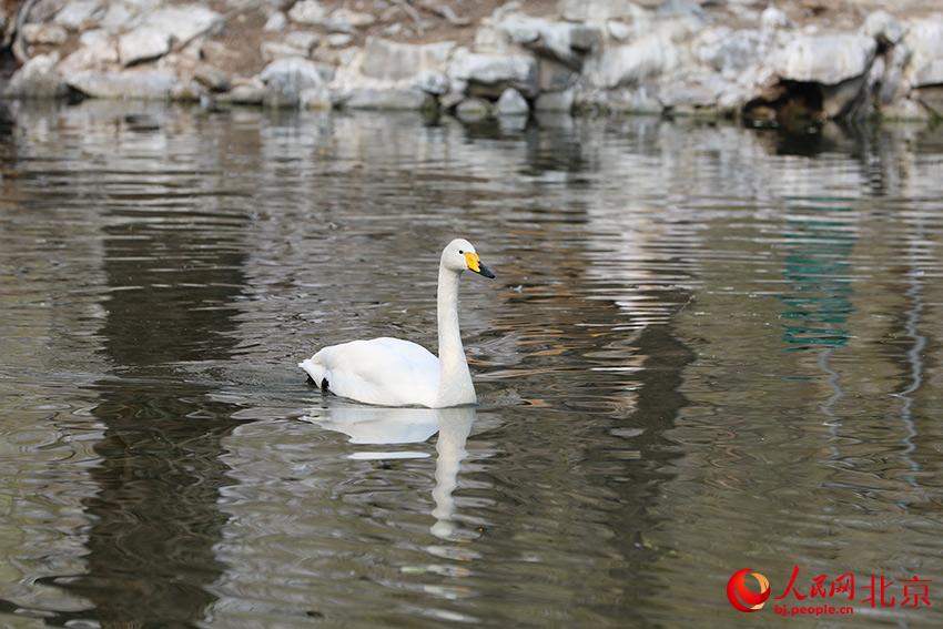 北京動(dòng)物園水禽湖上，水鳥游弋其中，傳遞春的消息。人民網(wǎng) 尹星云攝