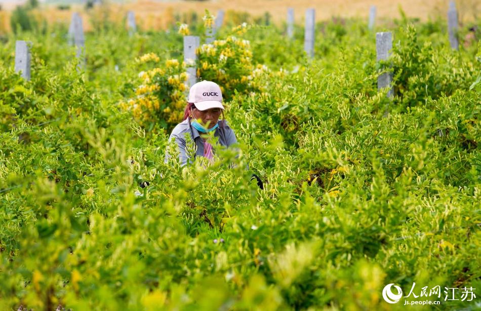 淮安市淮安區(qū)復興鎮(zhèn)的金銀花進入采摘黃金期。紀星名攝