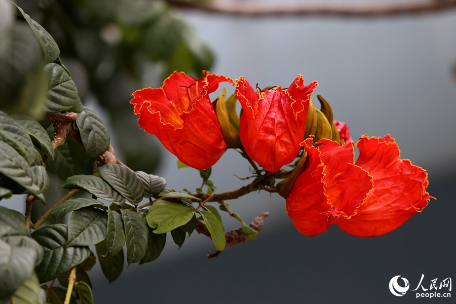 火焰木花朵呈紅色或橙紅色。人民網(wǎng) 陳博攝