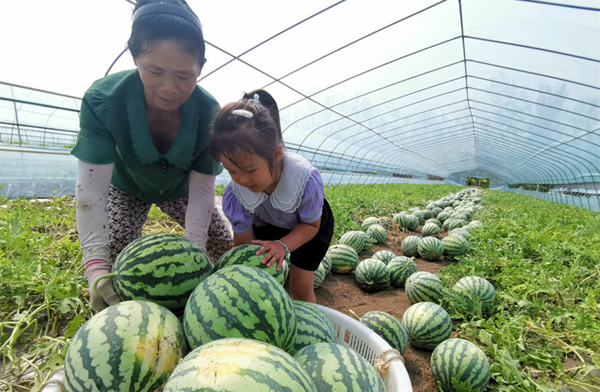 在北辰區(qū)雙街鎮(zhèn)的西瓜種植基地內(nèi)，種植農(nóng)戶們正忙著采收。陳立興攝