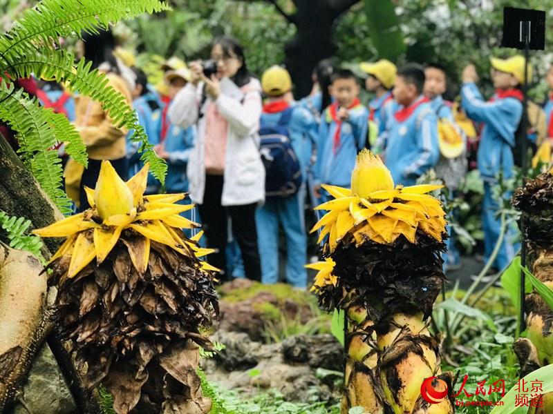 植物館里的地涌金蓮。地涌金蓮原產(chǎn)中國(guó)云南，為中國(guó)特產(chǎn)花卉。人民網(wǎng) 董兆瑞攝