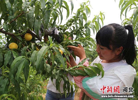 圖為秦皇島市撫寧區(qū)“首屆黃桃文化節(jié)”開幕。 許慧敏 攝