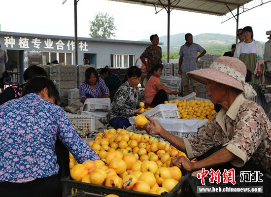 圖為秦皇島市撫寧區(qū)“首屆黃桃文化節(jié)”開幕。 許慧敏 攝