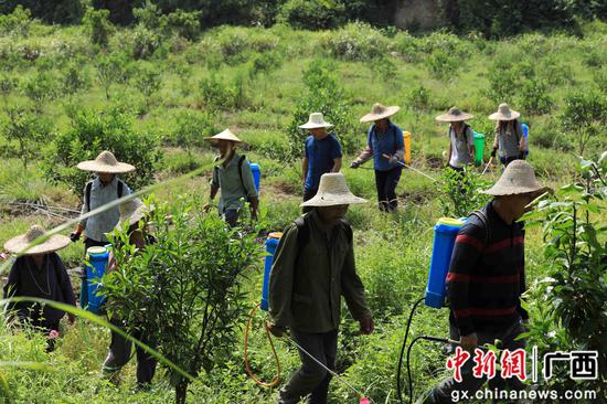 8月18日，在廣西柳州市融安縣大良鎮(zhèn)古蘭村古蘭屯，村民在金桔基地打藥。譚凱興 攝