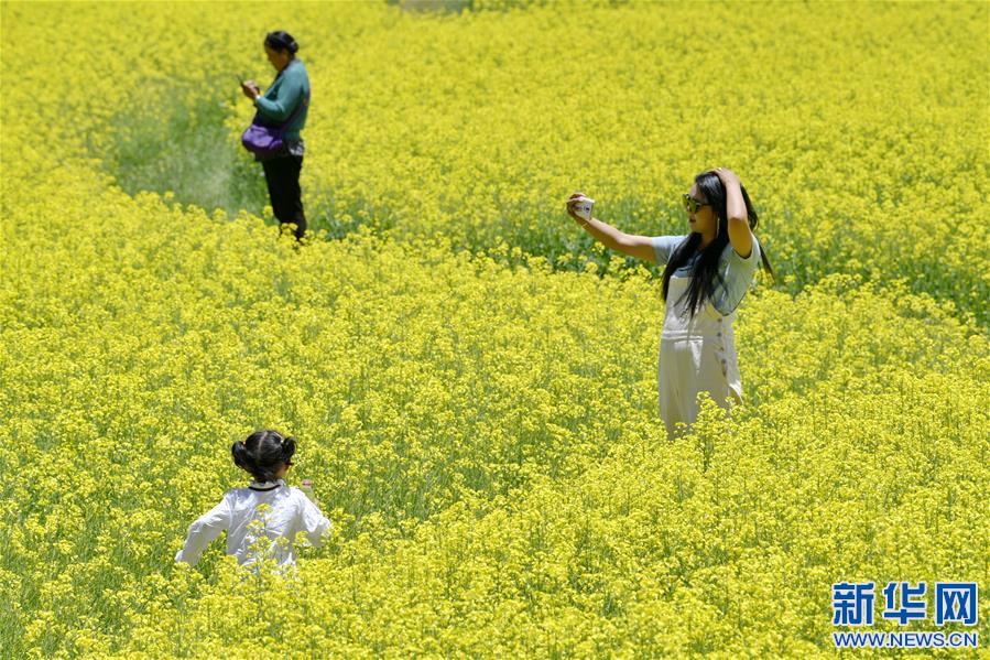 （新華視界）（4）西藏扎囊：油菜花開金燦燦