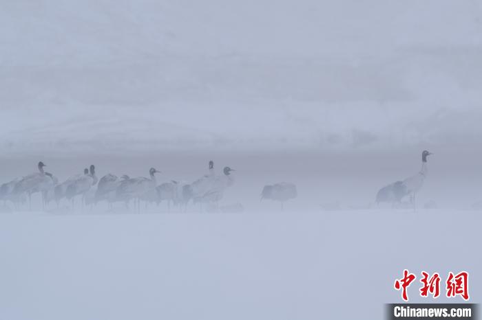 超美！黑頸鶴雪中嬉戲“翩翩起舞”