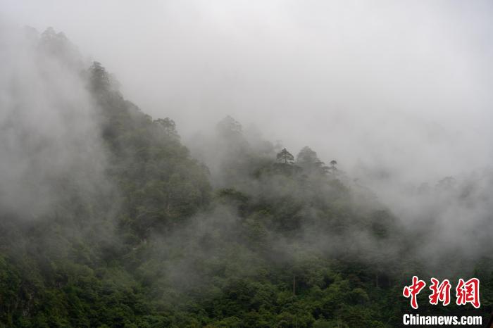 雨后勒布溝的云霧?！〗w波 攝