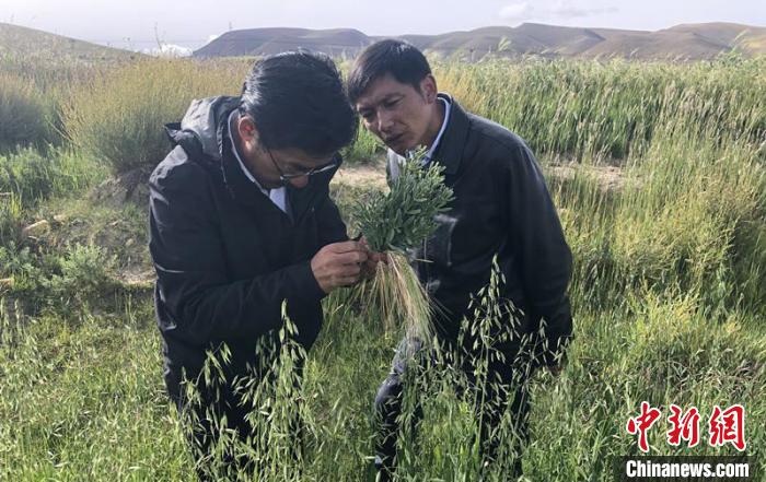 圖為尼瑪扎西(左)在青稞種植地調(diào)研(資料圖)。西藏農(nóng)科院 供圖