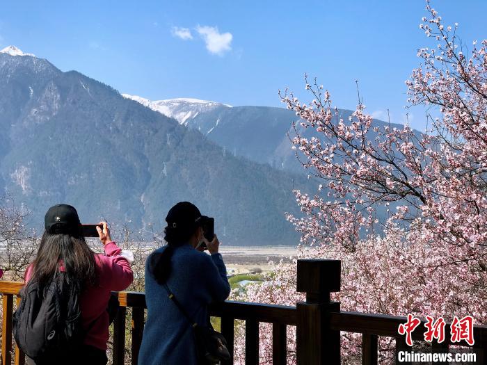 西藏林芝面向全國(guó)選拔“桃花仙子”推介當(dāng)?shù)芈糜挝幕?/></a></div>
                        <div   id=