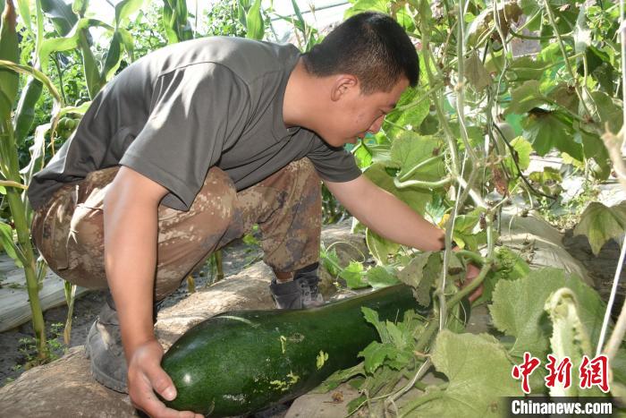 圖為阿里軍分區(qū)某邊防團(tuán)官兵在溫室摘菜?！￡悋[岳 攝