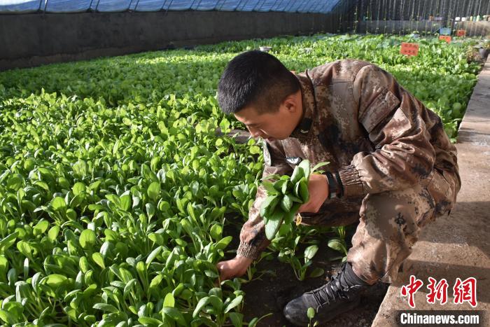 圖為阿里軍分區(qū)某邊防團(tuán)官兵在溫室摘菜。　陳嘯岳 攝