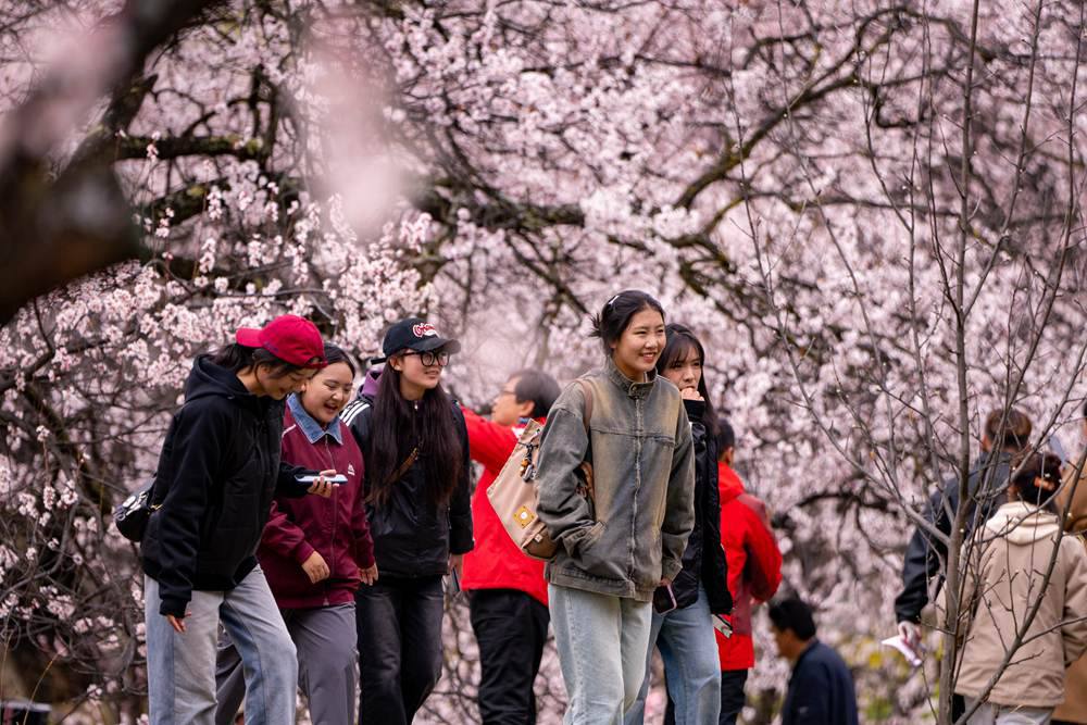 桃花盛開惹人醉，八方游客賞花來。徐馭堯攝