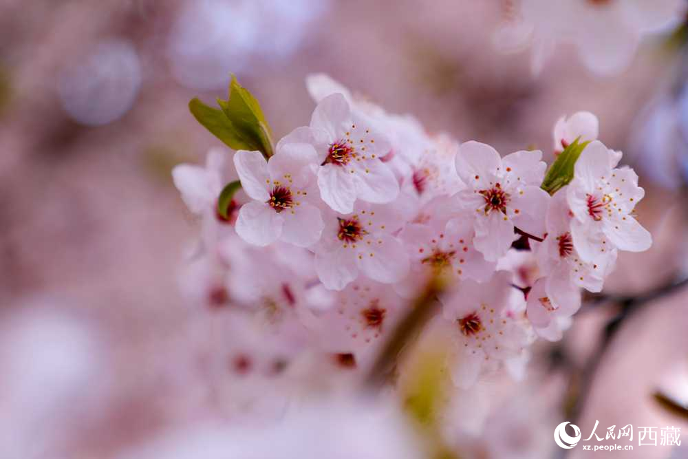 桃花盛開惹人醉。人民網(wǎng)記者 次仁羅布攝