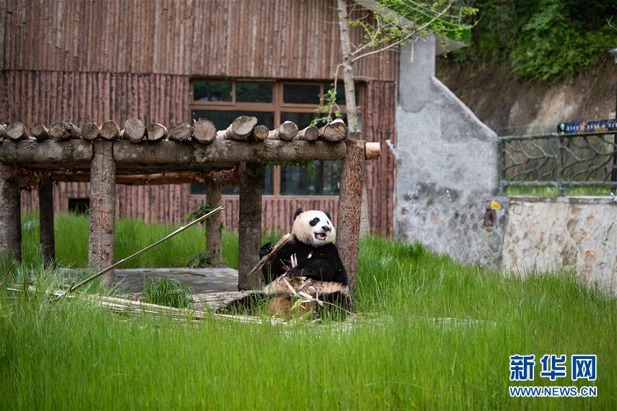 （圖文互動）（3）九寨溝大熊貓園開園迎客