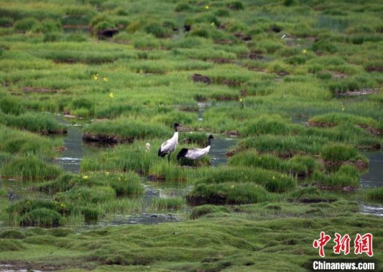 圖為祁連山國家公園青海片區(qū)內(nèi)的黑頸鶴?！∑钸B山國家公園青海省管理局供圖 攝