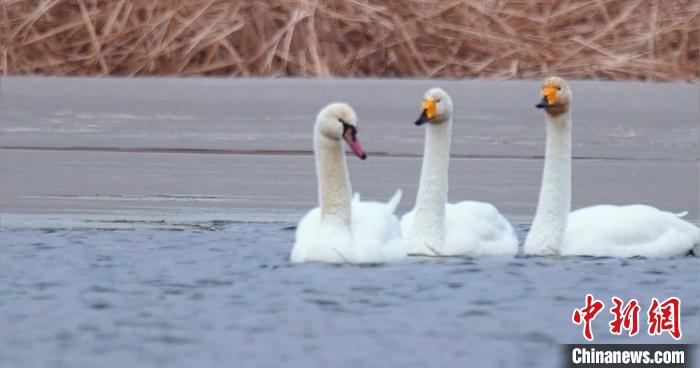 圖為疣鼻天鵝與大天鵝?！∏嗪?guó)家公園觀鳥(niǎo)協(xié)會(huì)供圖 攝