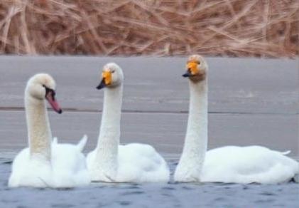 圖為疣鼻天鵝與大天鵝?！∏嗪夜珗@觀鳥協(xié)會供圖 攝