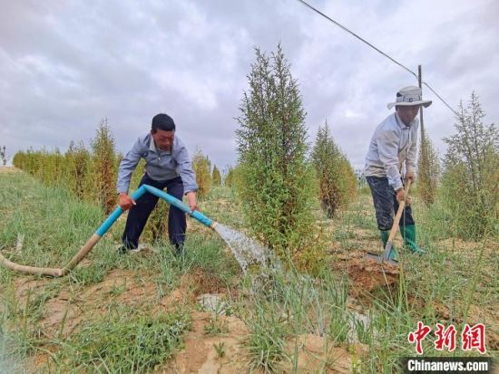 圖為扎西和村民給樹澆水?！∑钤鲚怼z