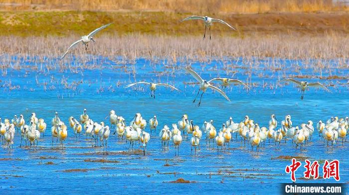 沿海濕地，鳥類天堂?！←}城市委宣傳部供圖