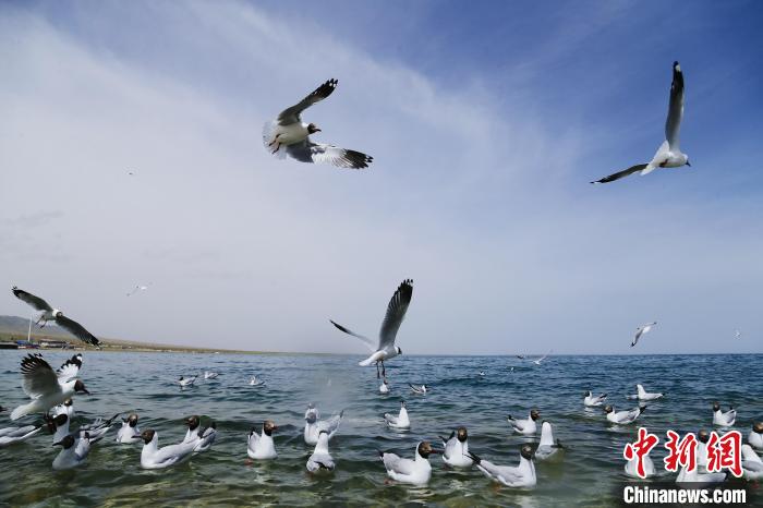 圖為水鳥在青海湖飛翔。　馬銘言 攝