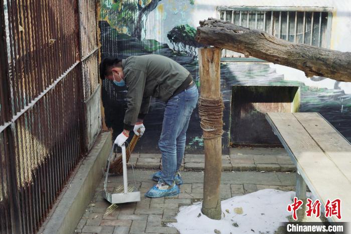 圖為雪豹“奶爸”史壽軍正在打掃豹館衛(wèi)生。　馬銘言 攝