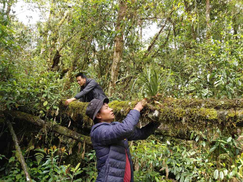 蘭花歸野。圖片由山水自然保護(hù)中心提供