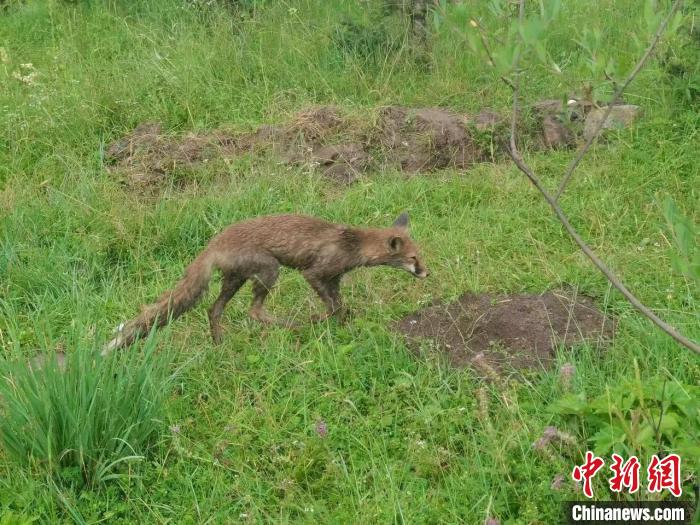 青?；ブ骄戎鷩叶壉Ｗo野生動物赤狐