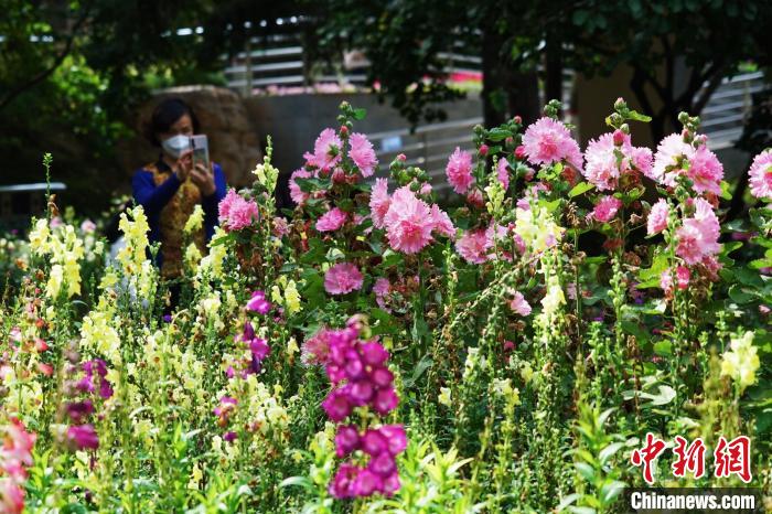 圖為市民在西寧園林植物園內(nèi)賞花拍照?！●R銘言 攝