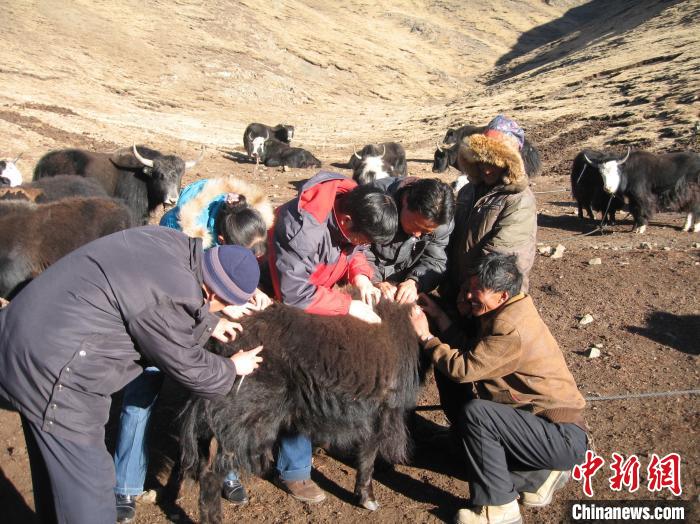 資料圖為研究團(tuán)隊(duì)在青南高原地區(qū)開(kāi)展了牦牛寄生蟲(chóng)病流行病學(xué)和防治技術(shù)研究?！?青海省畜牧獸醫(yī)科學(xué)院供圖