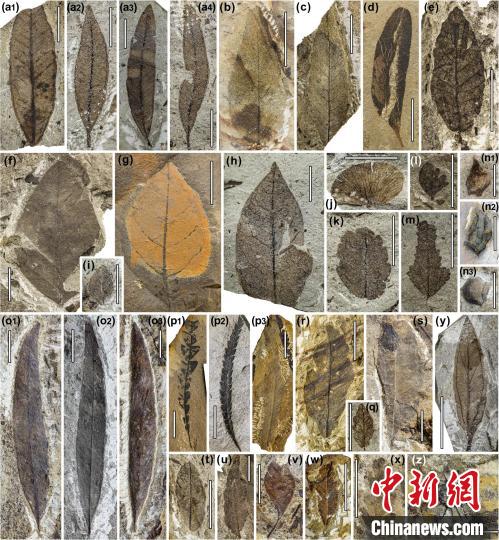 中始新世熱魯化石植物群(4500萬–4000萬年前)?！≈锌圃呵嗖馗咴?供圖