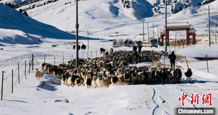 圖為村民在雪地上放牧?！《继m縣融媒體中心供圖