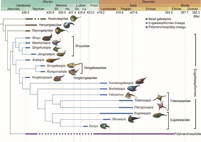 盔甲魚(yú)類的系統(tǒng)發(fā)育關(guān)系及地史分布?！≈锌圃汗偶棺邓?供圖