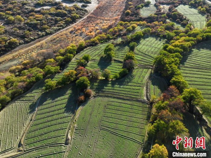 圖為11月8日，雅魯藏布江畔的高原梯田。　董志雄 攝