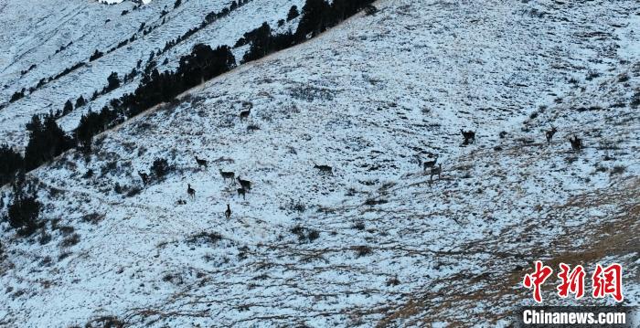 圖為巖羊和馬鹿集體在雪地里休憩?！《继m縣融媒體中心 供圖