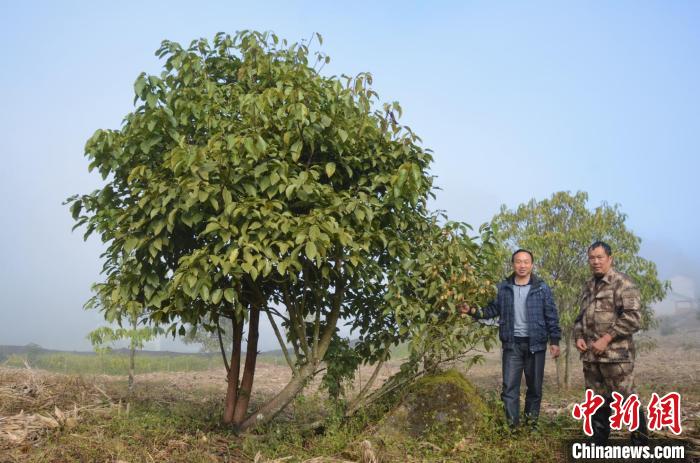 極小種群野生植物滇桐近地保護6年首次結(jié)實