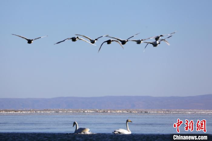 圖為大天鵝在青海湖上空飛翔?！●R怡睿 攝