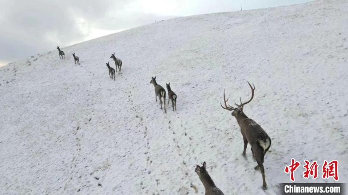 圖為馬鹿群在雪地里行走。　才仁 攝