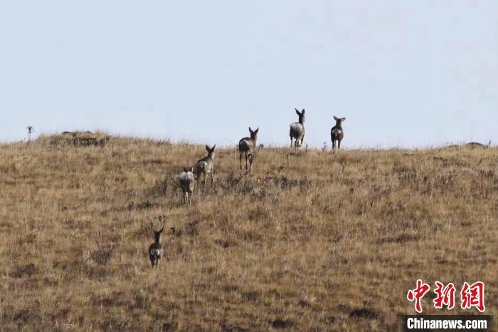 圖為狍鹿在山坡上漫步?！〔彭椖霞?攝