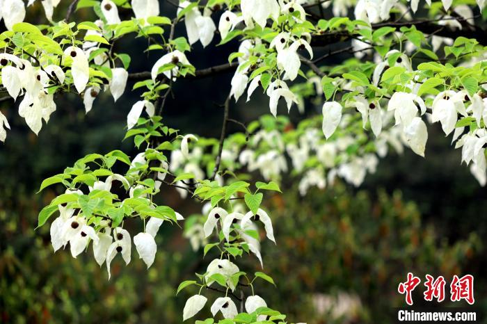 珙桐樹(shù)含芳吐艷，其白色的花形如飛鴿展翅，整樹(shù)猶如群鴿棲息，被稱(chēng)為“鴿子花”。　呂楊 攝