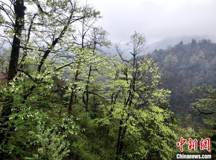 珙桐花朵潔白素雅，與青山雨霧融為一體?！螚?攝