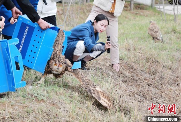 圖為西寧野生動物園救護(hù)的雕鸮在西寧市放歸大自然?！●R銘言 攝