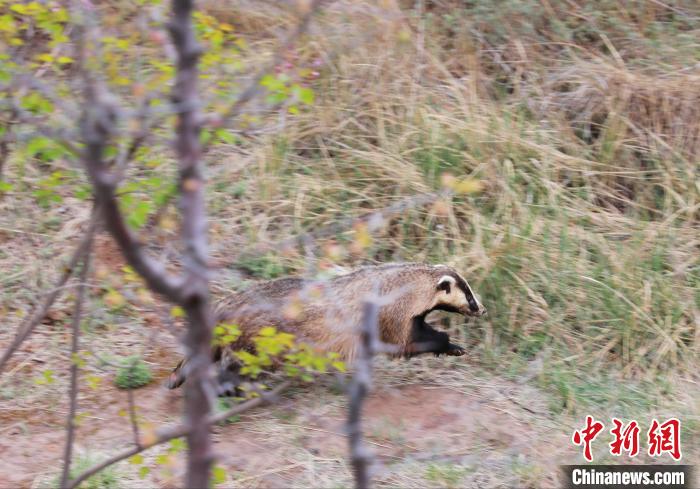 圖為西寧野生動物園救護(hù)的狗獾在西寧市放歸大自然。　馬銘言 攝