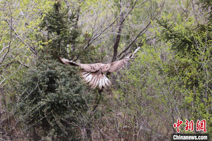 圖為西寧野生動物園救護(hù)的大鵟在西寧市放歸大自然?！●R銘言 攝