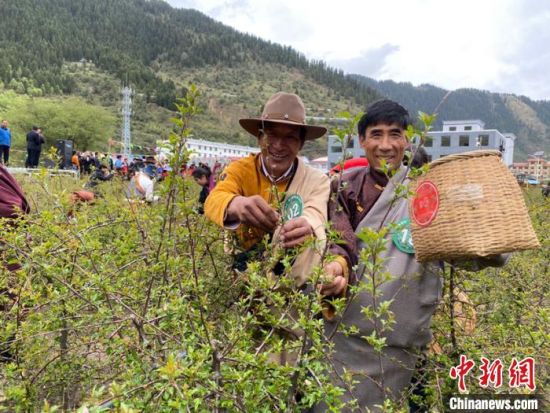 圖為當(dāng)?shù)剞r(nóng)牧民進(jìn)行藏雪茶采摘比賽?！⊥鮿x 攝